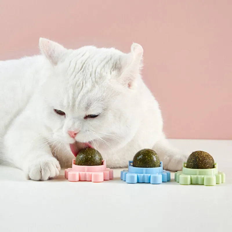 Catnip Wall Ball Toy: Natural Teeth Cleaning and Snack Delight  My Store   