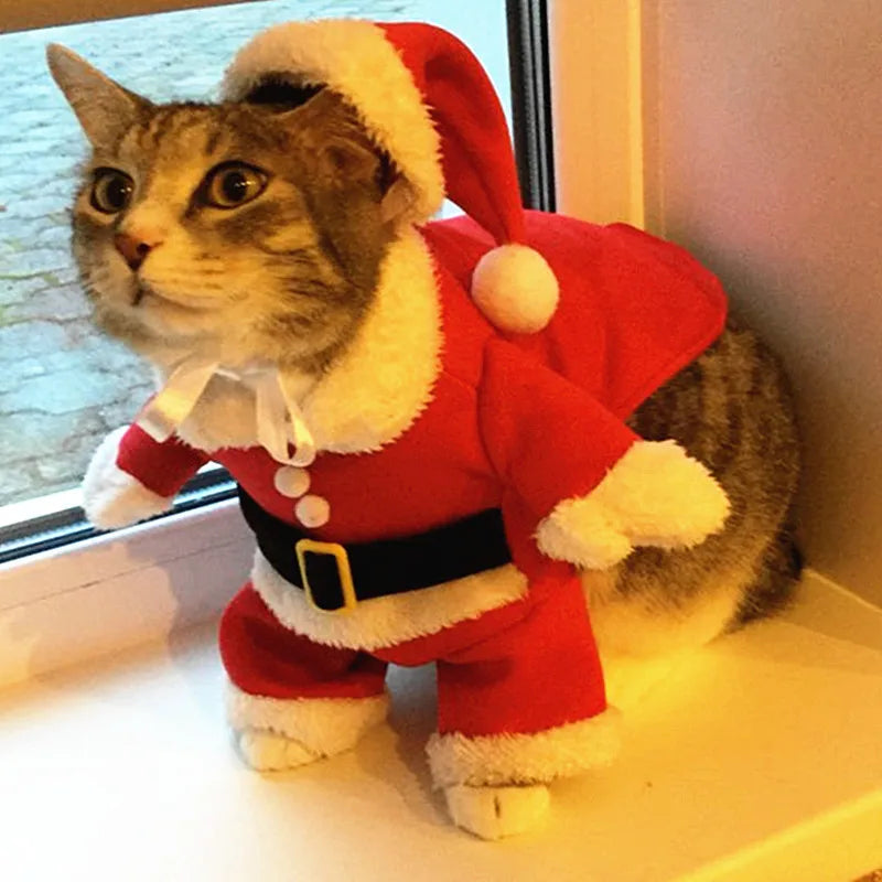 Funny Santa Cat Costumes: Cute Christmas Pet Outfits  petlums.com   